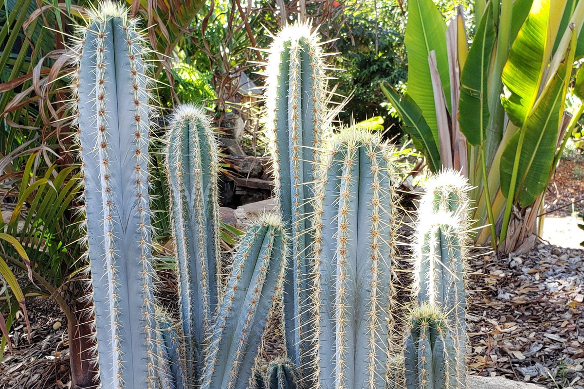 4" Live Cutting Blue Torch Cactus | Pilosocereus Azureus | Rare Night-Blooming Blue Cactus | Easy to Root Plant