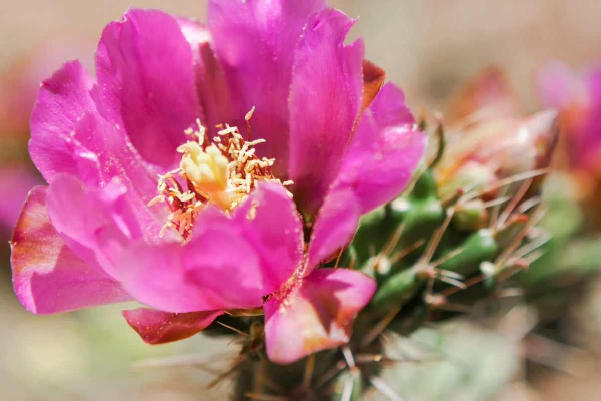 Cylindropuntia Spinosior Rooted Cutting | Hardy Cane Cholla Cactus | White Spines & Pink Flowers | Drought-Tolerant Succulent