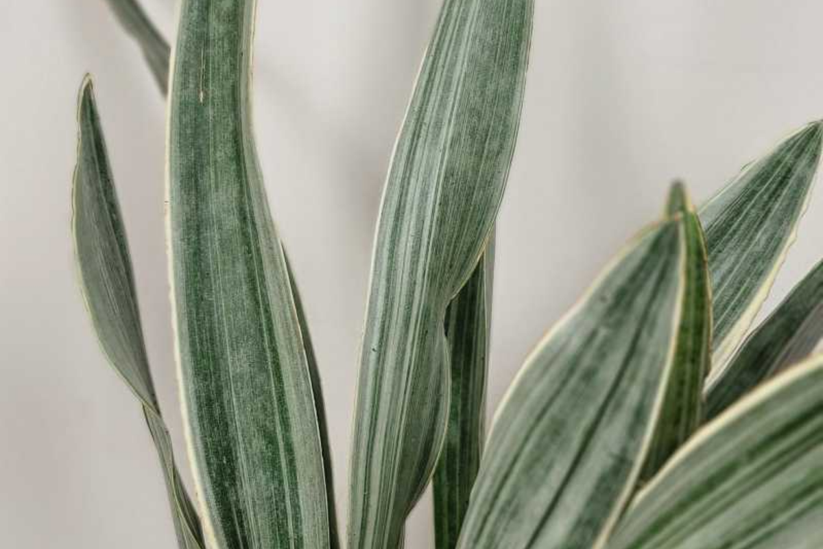 Sansevieria Sayuri Snake Plant Cutting 10-12" | Silver-Green Air-Purifying Houseplant, Low-Maintenance Live Cutting