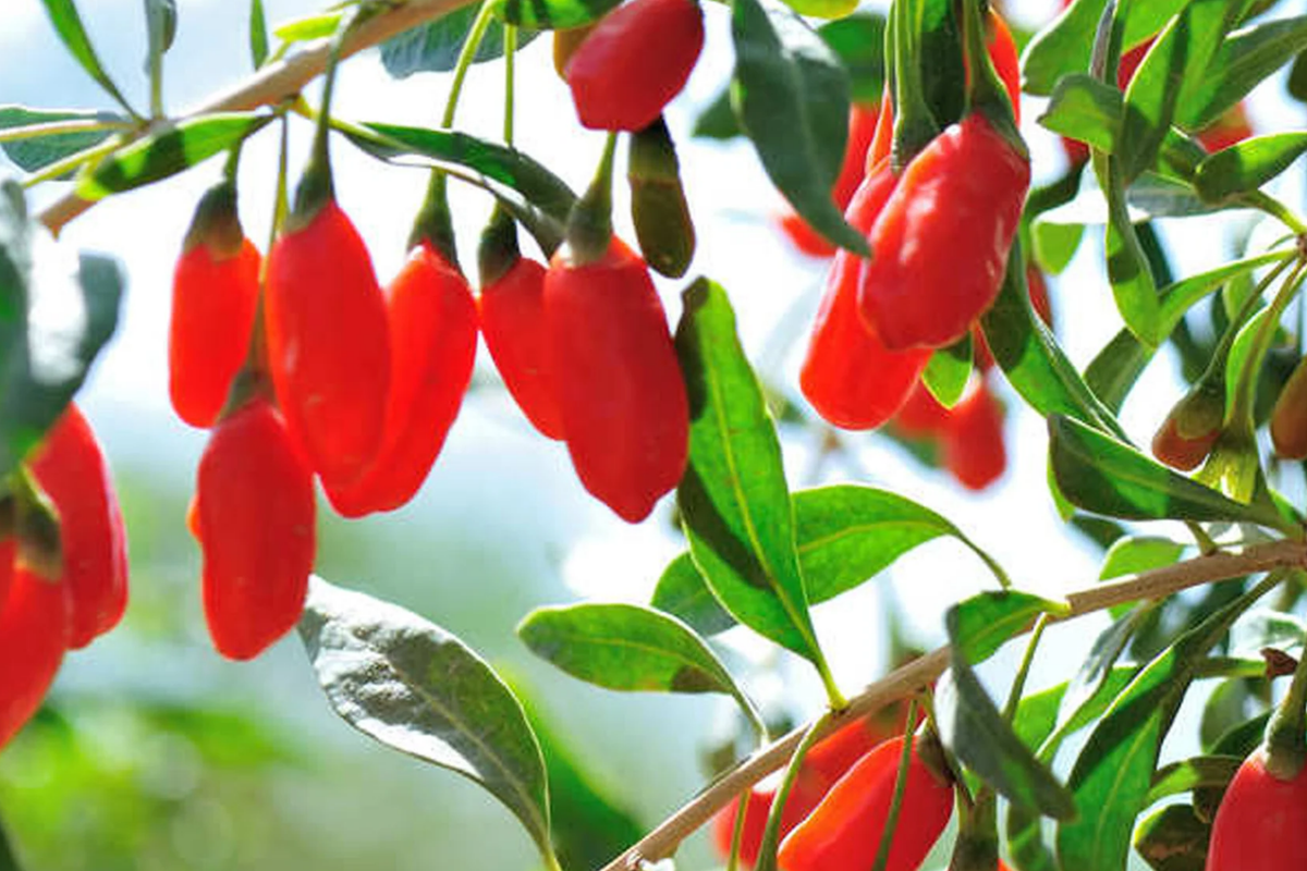 Goji Berry Plants Set - 3 Bare Root Live Plants & 3 Cuttings | Wolfberry, Lycium barbarum | Fast Growing, Fruiting Plant