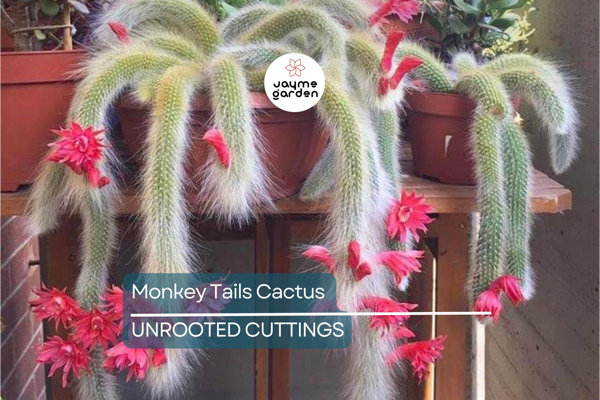 Christmas Cactus Starter Plant - Miss Shimano - Schlumbergera Truncata - Well-Rooted Indoor Cactus for Holiday Decor
