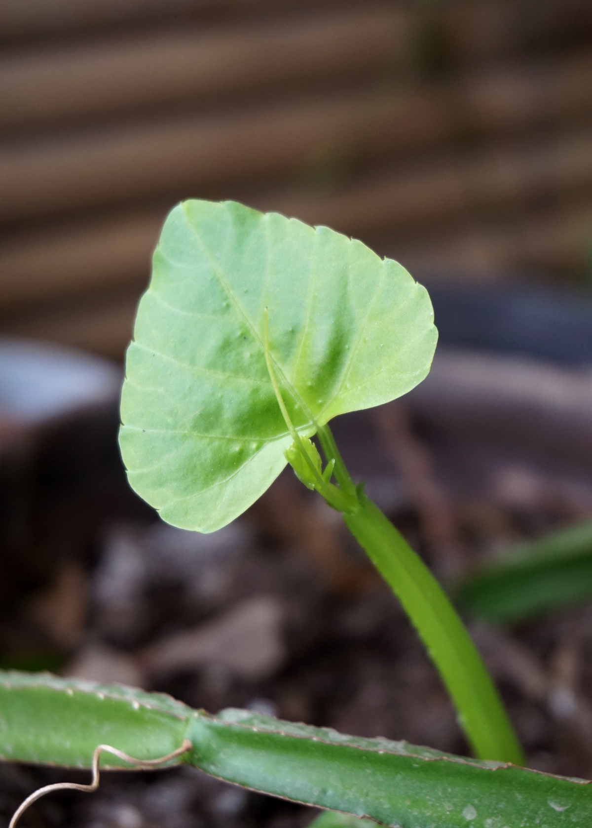 Veld Grape (Cissus quadrangularis)