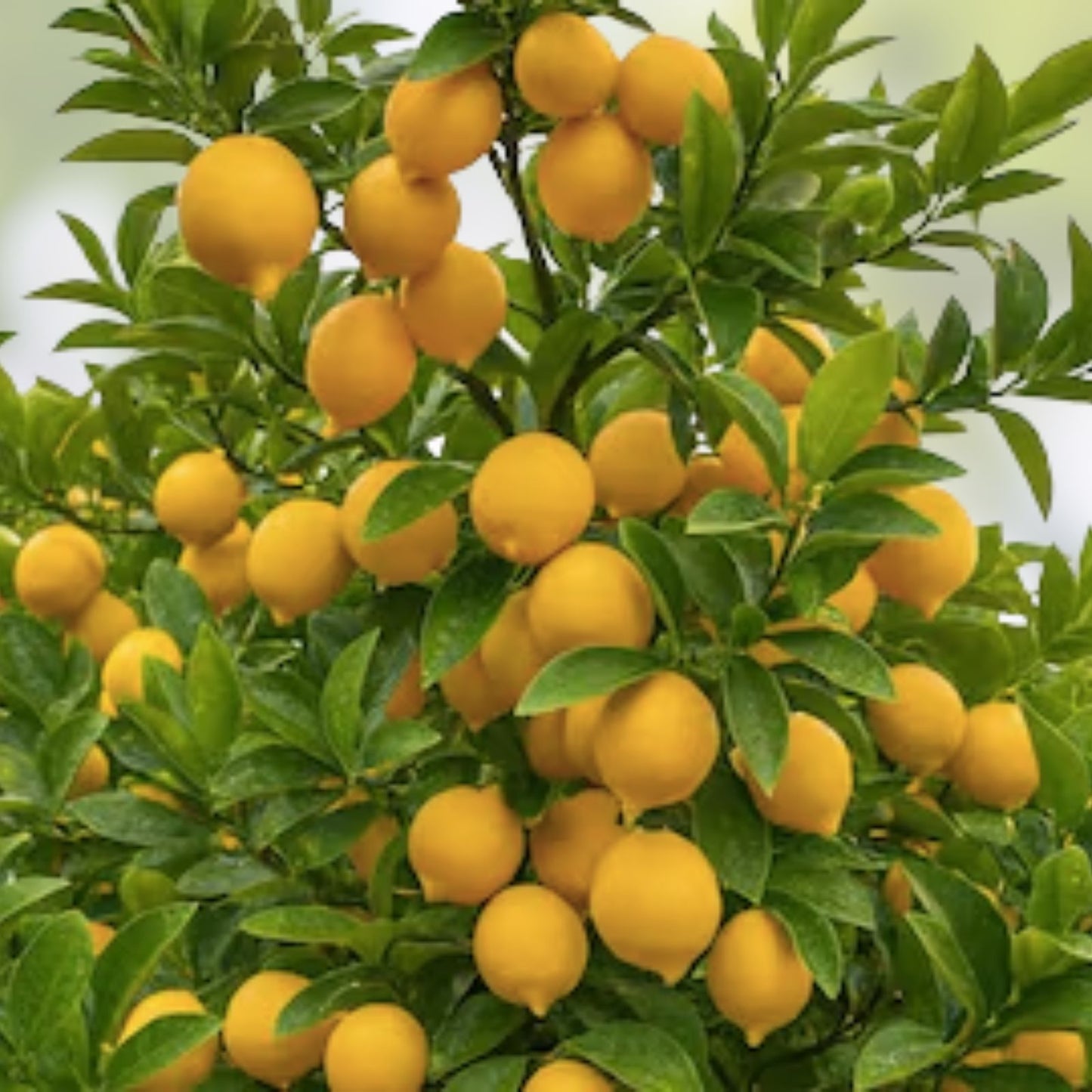 Ponderosa Sour Lemon Tree Seedling - Organic Giant Fruit Plant - Citrus limon