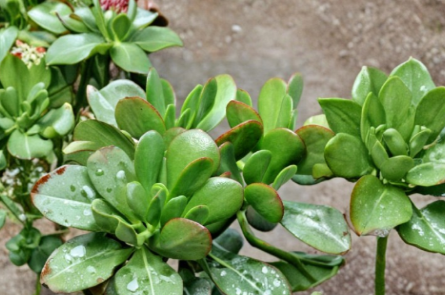 Crassula Ovata Jade Plant Cuttings – 3 Unrooted Green Succulent Cuttings for Indoor Growing – Crassula ovata