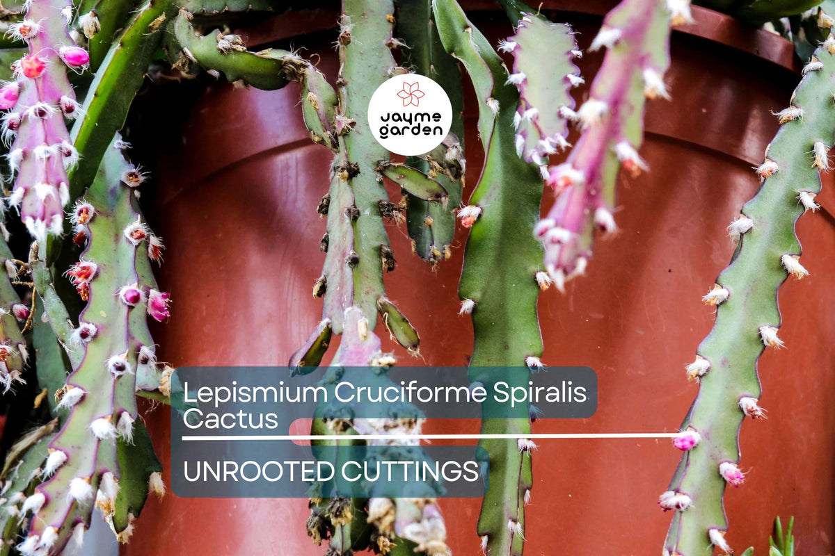 Christmas Cactus Starter Plant - Miss Shimano - Schlumbergera Truncata - Well-Rooted Indoor Cactus for Holiday Decor