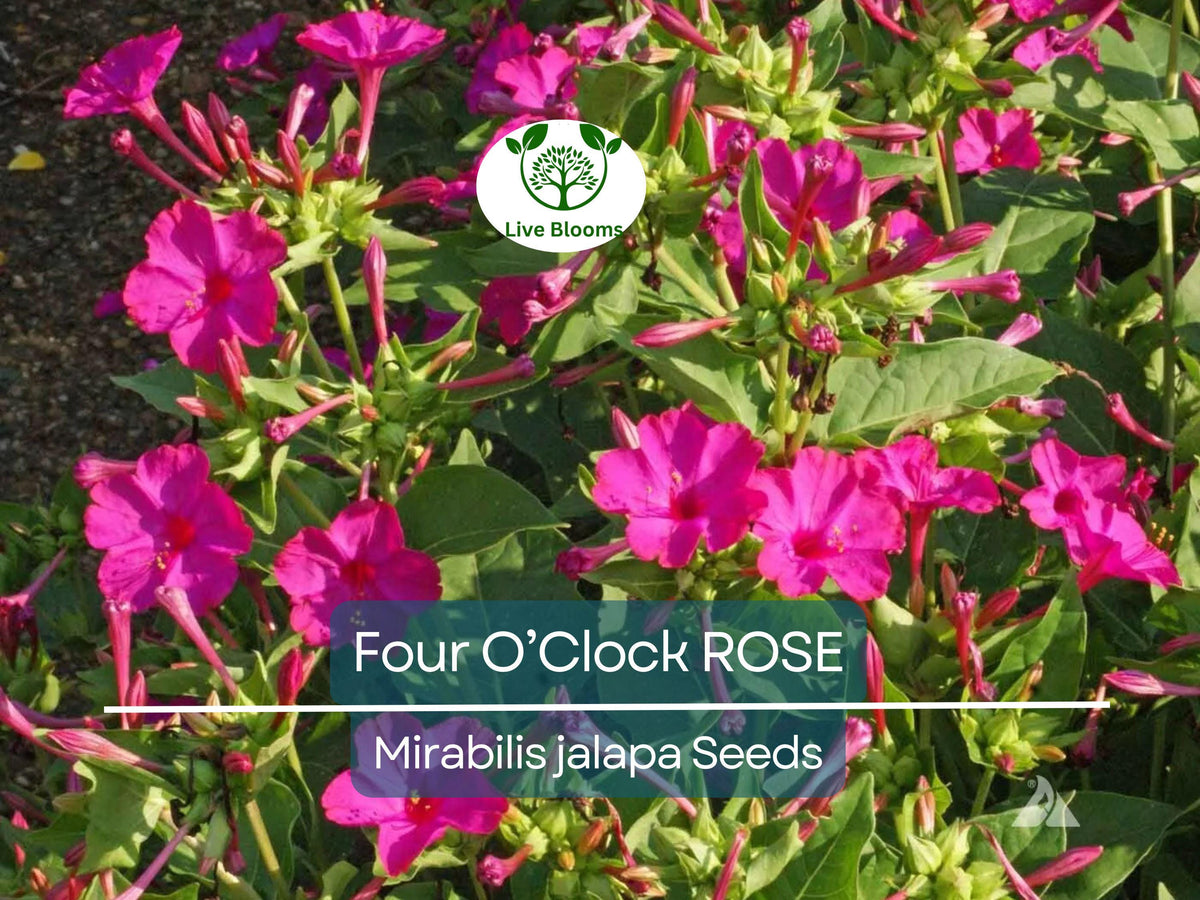 25 Four O'Clock Rose Seeds - Mirabilis Jalapa - Fragrant Pink Blooms - Non-GMO Perennial Hummingbird Magnet - Easy to Grow