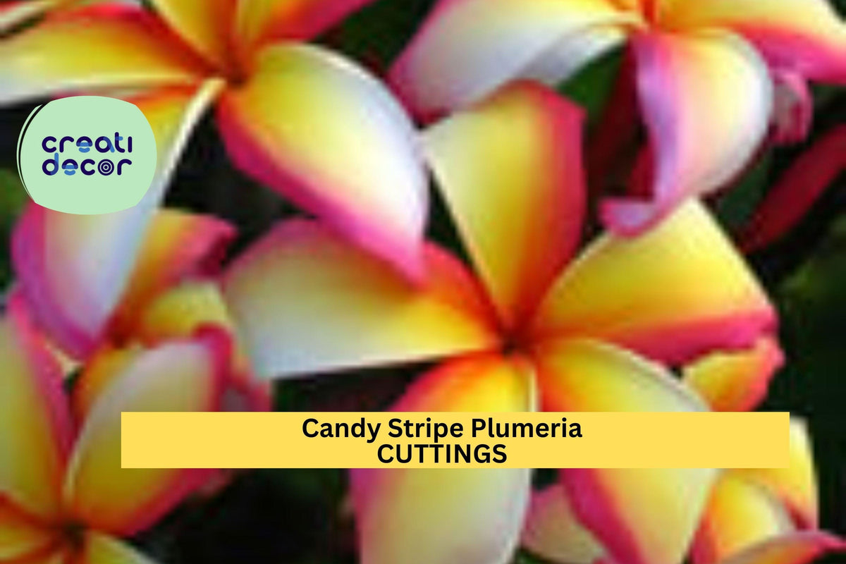 Christmas Cactus Starter Plant - Miss Shimano - Schlumbergera Truncata - Well-Rooted Indoor Cactus for Holiday Decor
