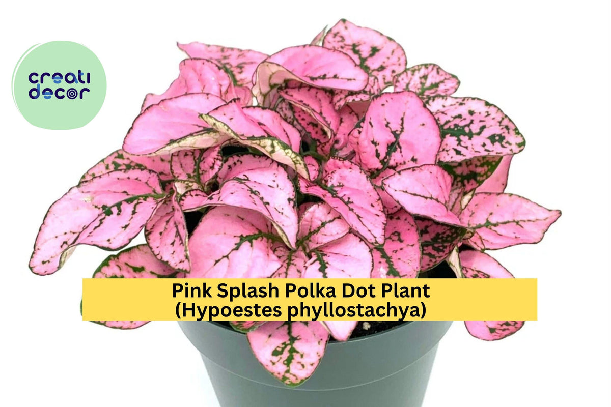 Christmas Cactus Starter Plant - Miss Shimano - Schlumbergera Truncata - Well-Rooted Indoor Cactus for Holiday Decor