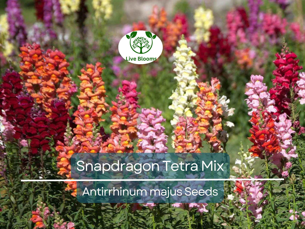 500 Seeds Snapdragon Tetra Mix, Multi-Colored Blooms, Semi-Dwarf Variety, Non-GMO (Antirrhinum majus) - Butterfly Attracting Flowers