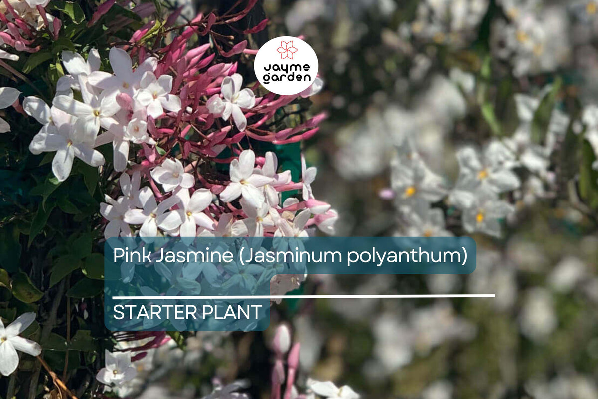 Christmas Cactus Starter Plant - Miss Shimano - Schlumbergera Truncata - Well-Rooted Indoor Cactus for Holiday Decor