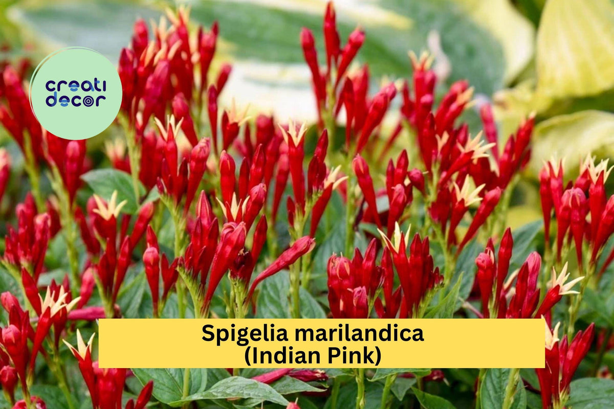 Christmas Cactus Starter Plant - Miss Shimano - Schlumbergera Truncata - Well-Rooted Indoor Cactus for Holiday Decor