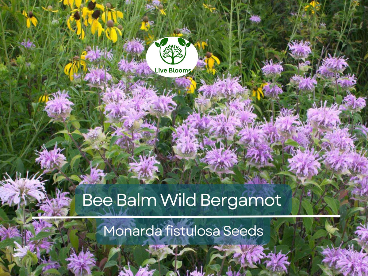 500 Bee Balm Seeds - Wild Bergamot, Monarda fistulosa, Non-GMO Perennial Herb for Pollinators, Attracts Bees & Hummingbirds
