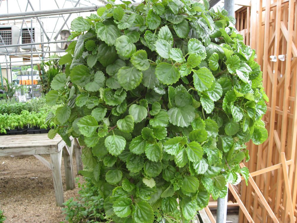 Swedish Ivy Starter Plant - Rooted Plectranthus verticillatus - Easy Care Green Trailing Houseplant for Indoor/Outdoor Use