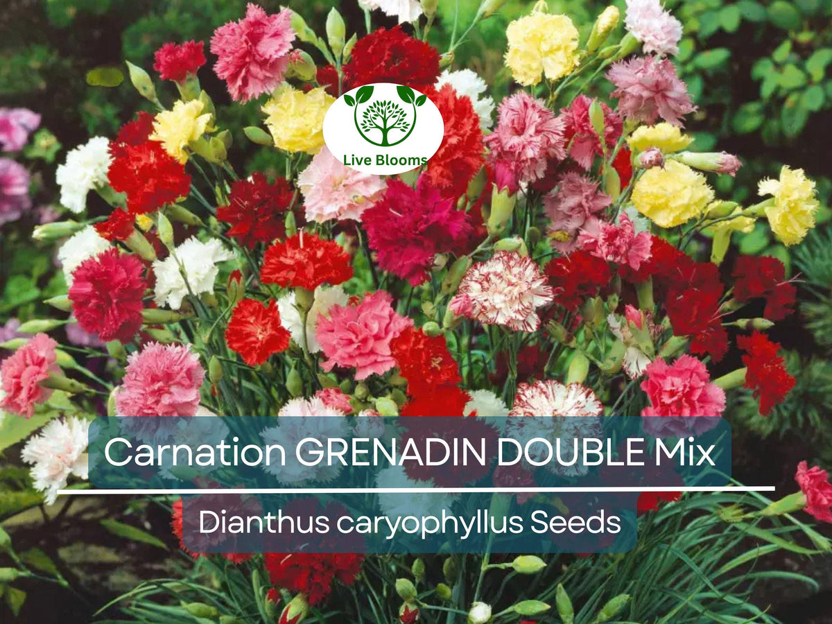 200 Seeds Carnation Grenadin Double Mix, Fragrant Cut Flowers, Pollinator-Friendly, Dianthus caryophyllus, Florist Quality