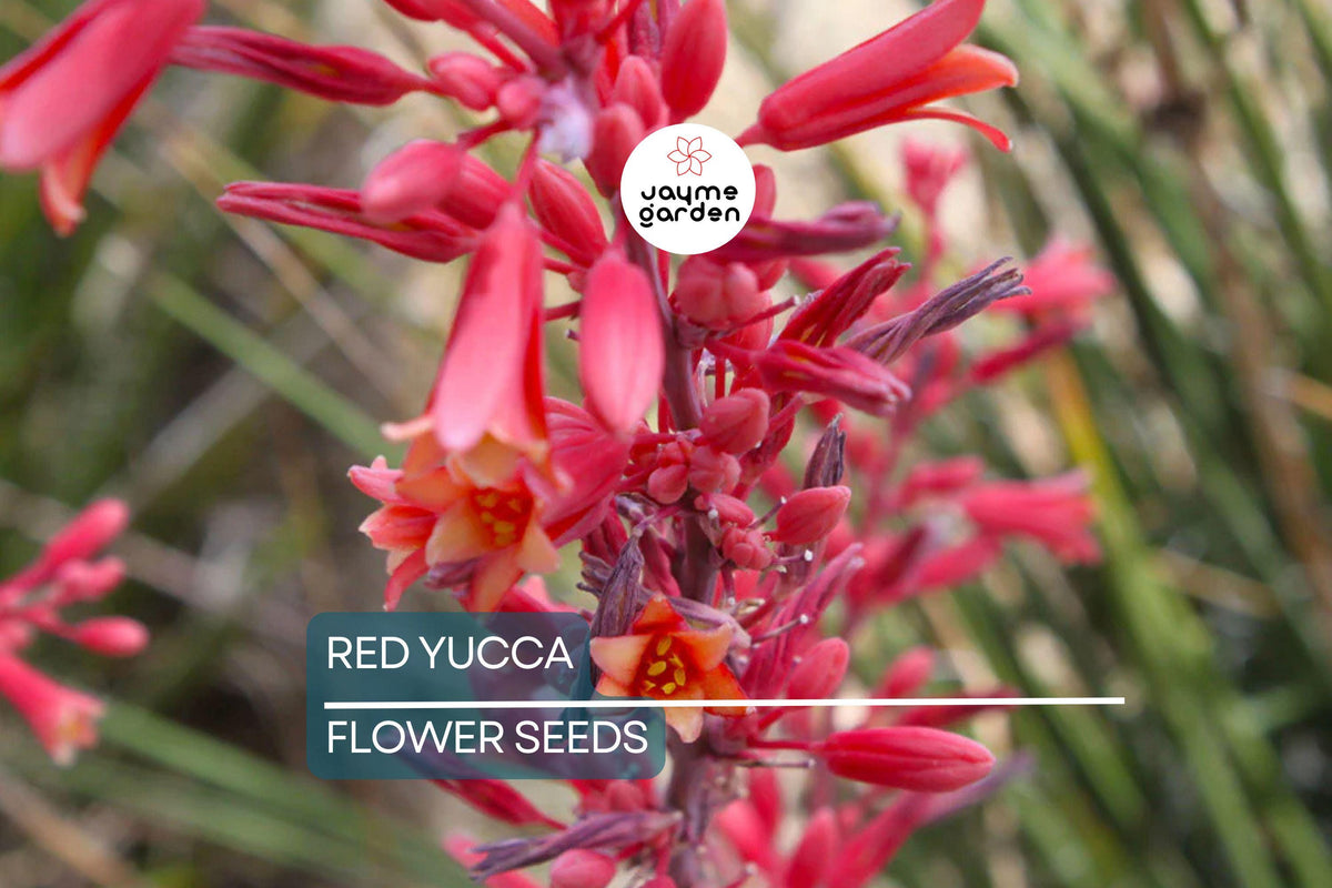 Christmas Cactus Starter Plant - Miss Shimano - Schlumbergera Truncata - Well-Rooted Indoor Cactus for Holiday Decor