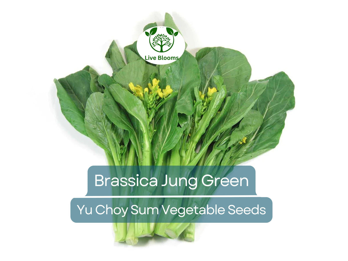 Yu Choy Sum Seeds - 150 Heirloom Brassica Jung Green for Planting | Fast-Growing Asian Green for Stir-Fry & Culinary Use