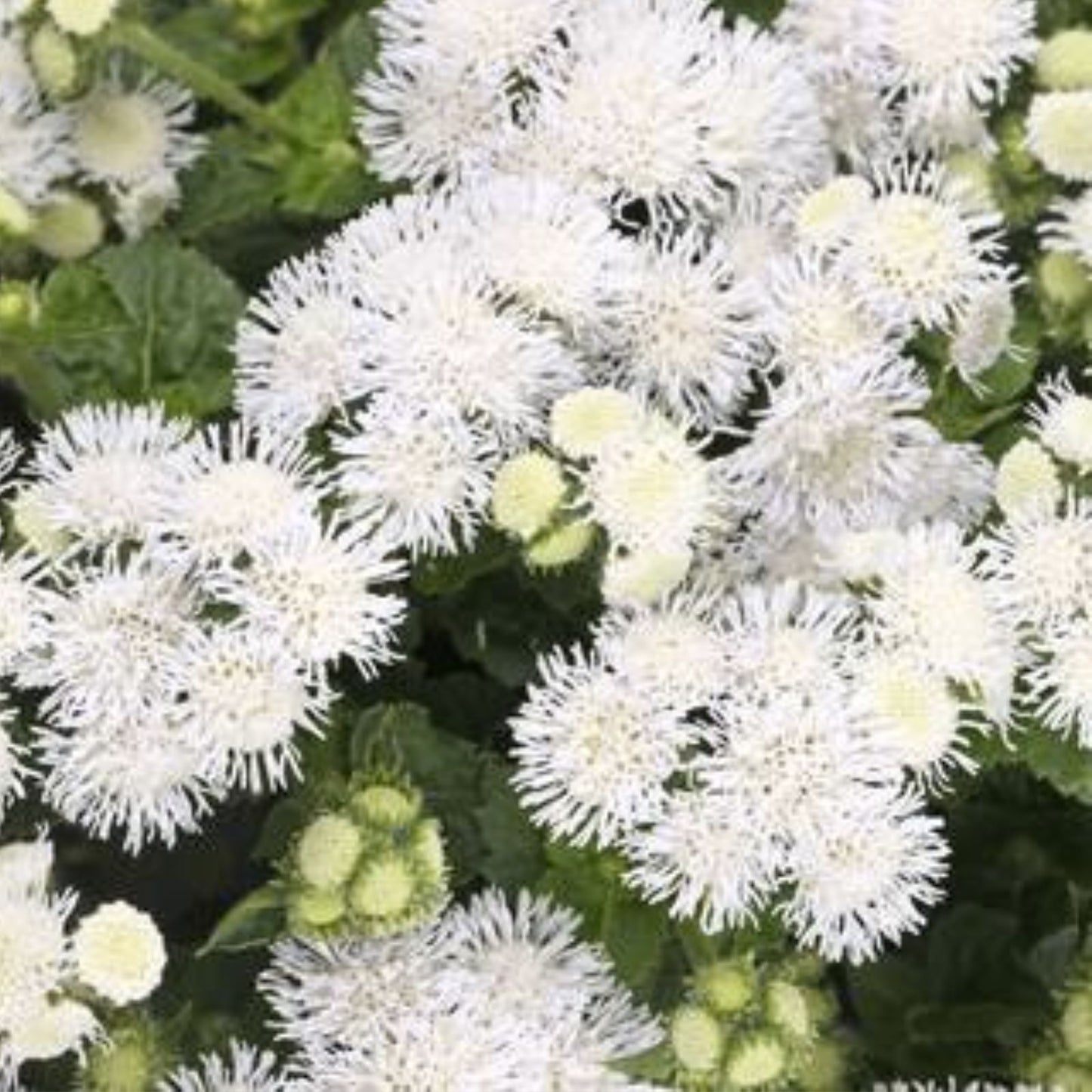Ageratum Seeds - 150 Seeds - Passion White - Annual Flower Seeds for Garden - Ageratum houstonianum
