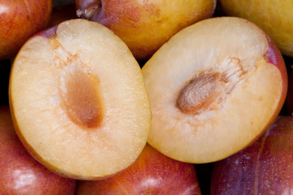 5 Grenade Pluot Scions for Grafting | Plum Apricot Hybrid | Sweet Golden Fruit | Prunus spp. | 2-5" with 3-5 Buds