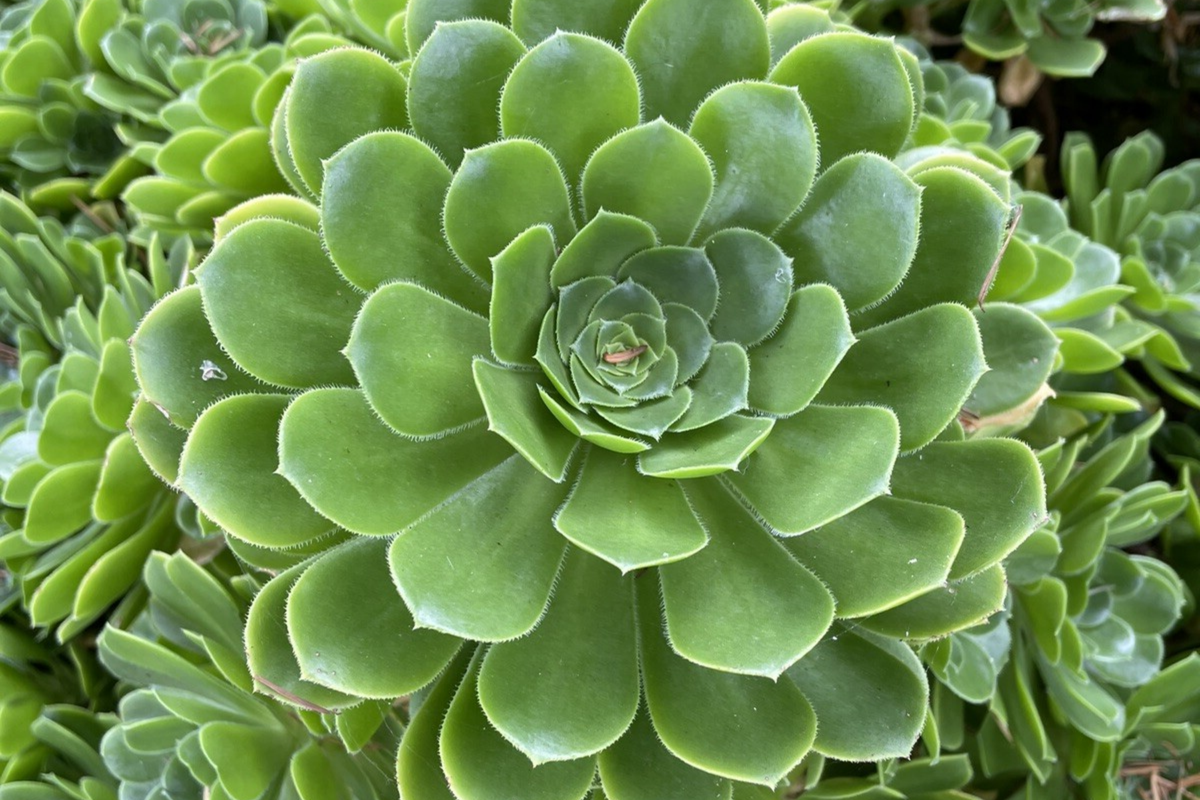 Aeonium Green Rose Cutting | 3" Unrooted Succulent | Easy to Grow | Perfect for Propagation | Aeonium spp.