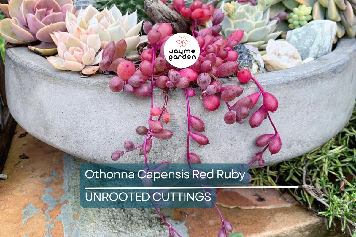Christmas Cactus Starter Plant - Miss Shimano - Schlumbergera Truncata - Well-Rooted Indoor Cactus for Holiday Decor