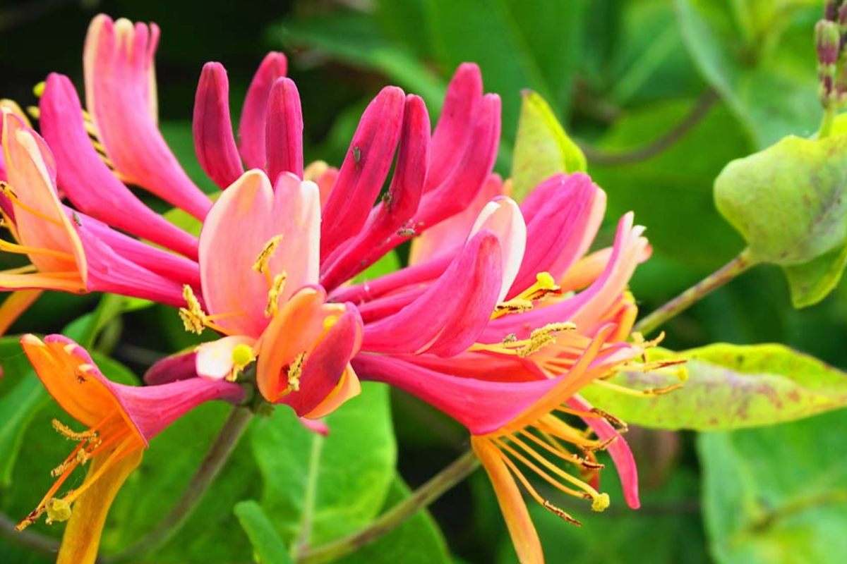 6 Honeysuckle Cuttings | 6"-8" Unrooted | Fragrant Vine | Lonicera spp. | Fast Growing | Easy to Propagate