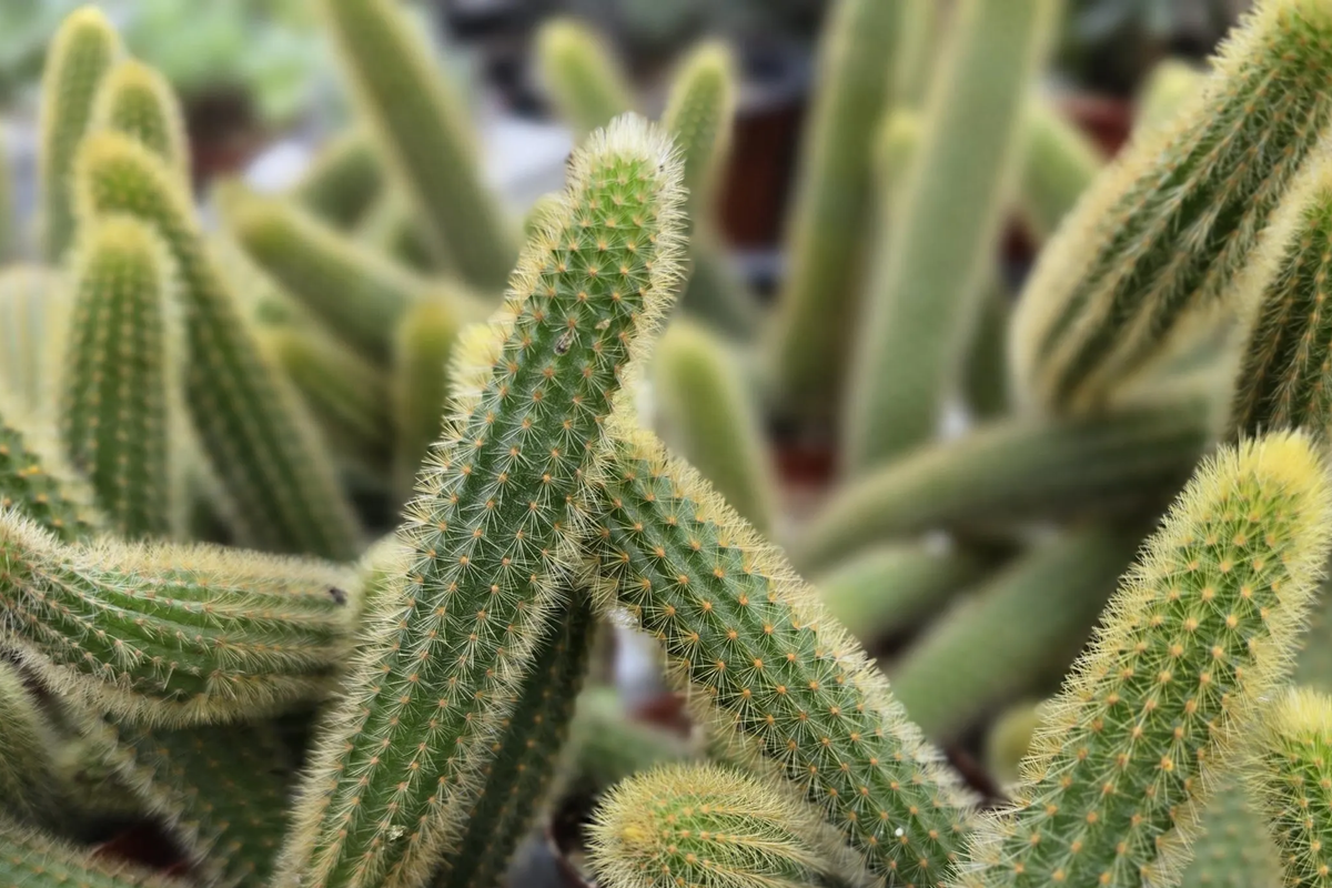 Gold Rat Tail Cactus Cuttings - 3 Live Unrooted Cuttings, Rare Cleistocactus winteri, Drought-Tolerant Succulent for Hanging Baskets