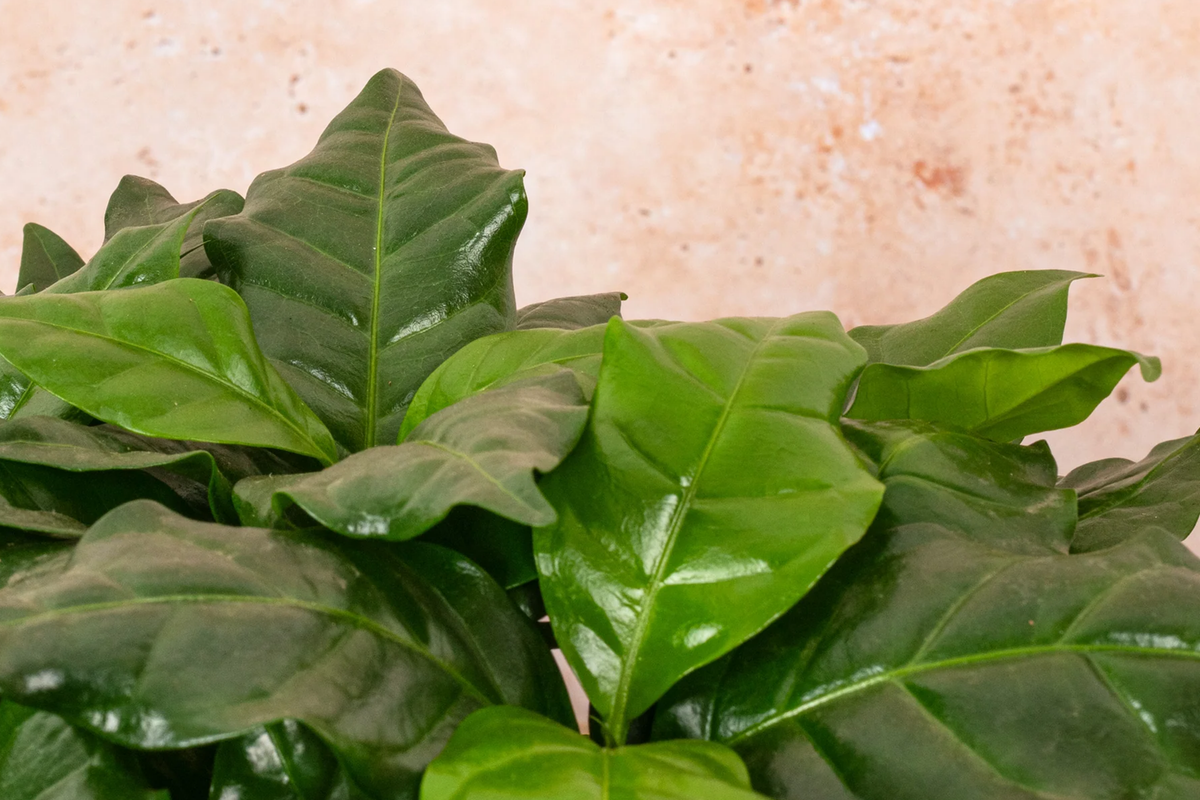 Live Rooted Arabica Coffee Plant | Starter Plant for Growing Coffee | Coffea arabica | Indoor/Outdoor Gift for Coffee Lovers