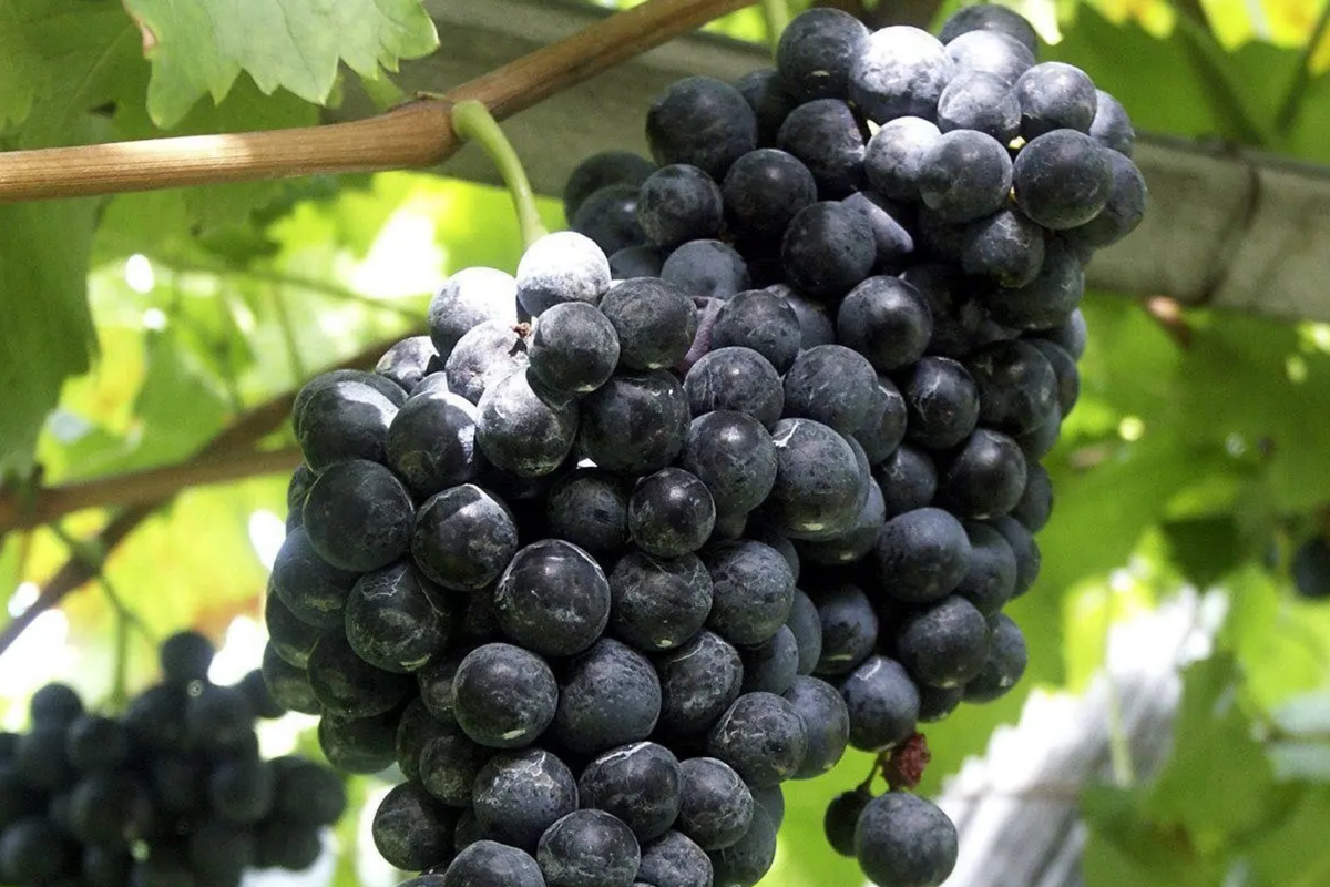 Fredonia Grape Cuttings - 5 Unrooted Organic Vitis labrusca 'Fredonia' - Cold-Hardy, Disease-Resistant, Easy to Grow