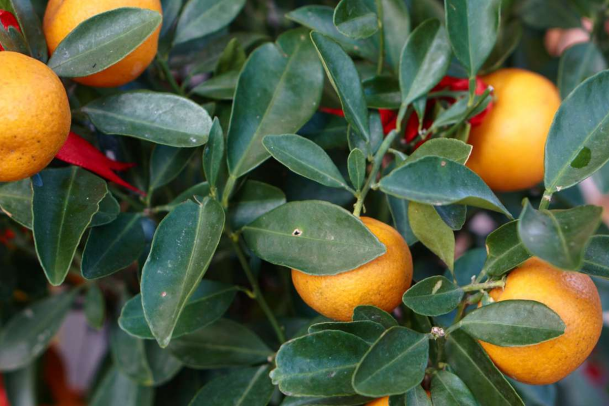 Navel Orange Cuttings | 5 Fresh Pieces | Citrus Sinensis | Perfect for Backyard Fruit Garden