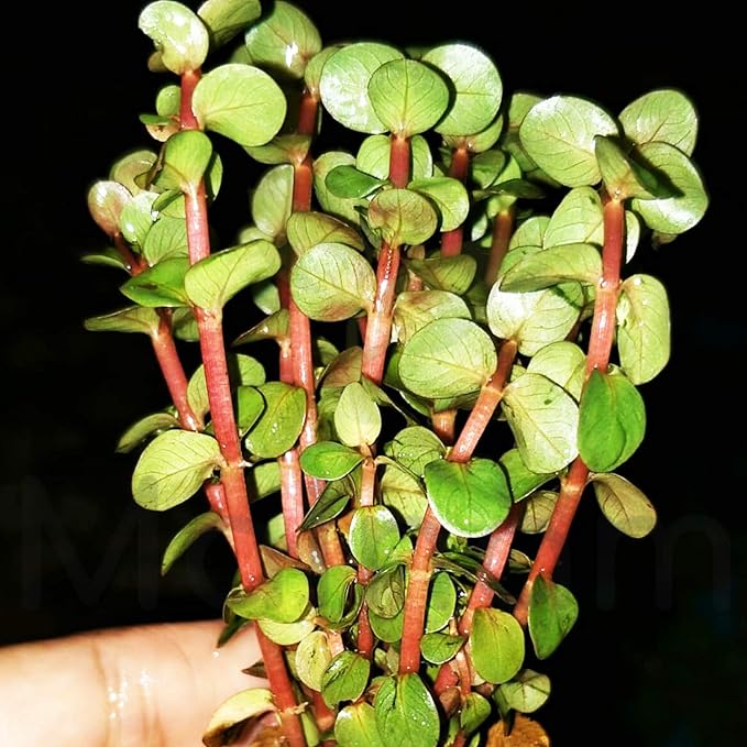 Rotala Indica Red Live Aquarium Plant | Small Bare Root Freshwater Stem Plant | Easy Aquascape Background Plant