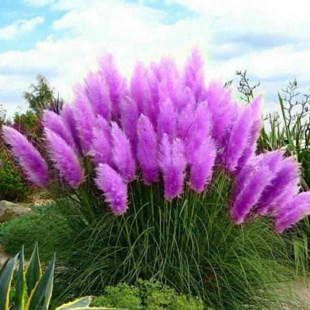 Purple Pampas Grass Plugs (3 Pack) - Rare Cortaderia selloana Variety - Drought-Tolerant Ornamental Grass with Purple Plumes