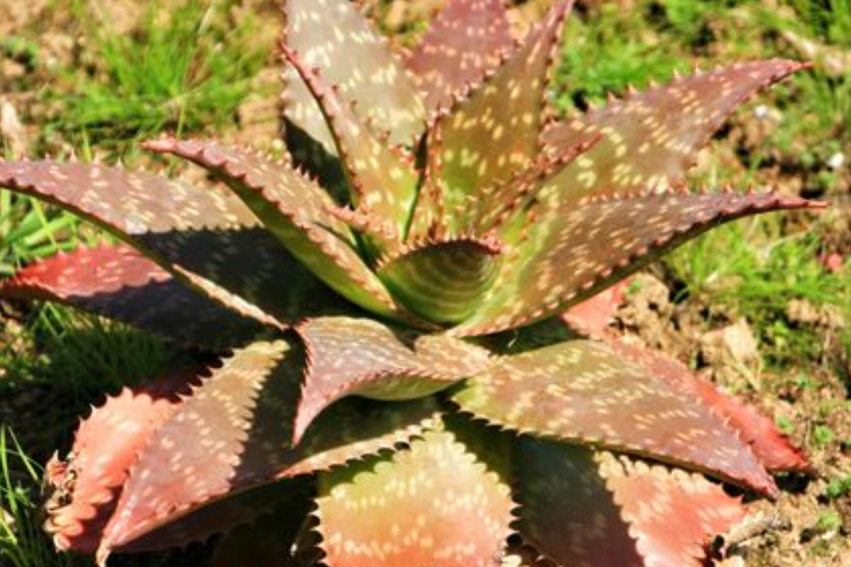 Aloe Maculata "Soap Aloe" | 6" Fresh Rooted Live Succulent | Drought Resistant | Coral Red Flowers | Medicinal Aloe Plant