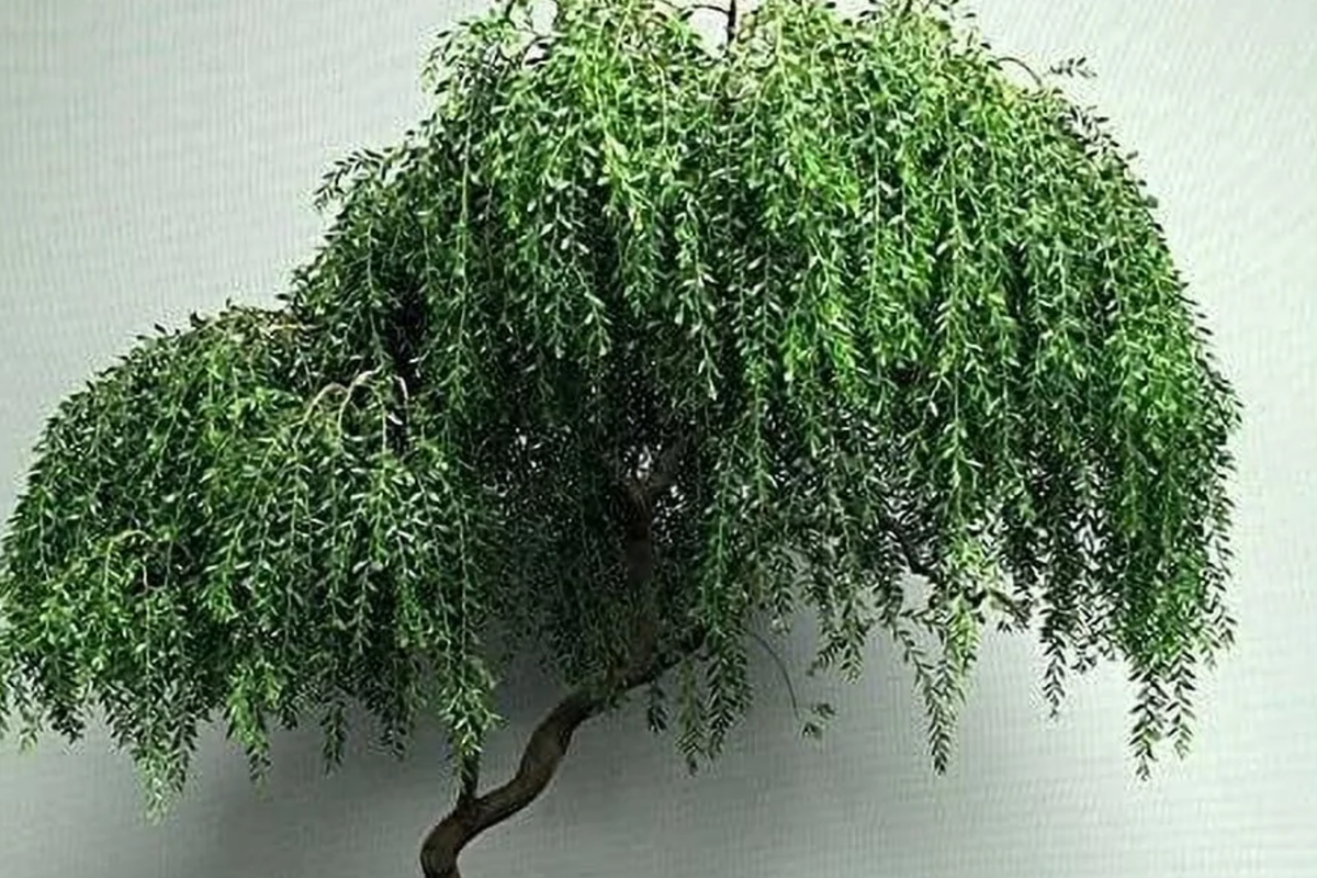 Bonsai Tree Cutting | Large Thick Trunk | Globe Willow | Salix matsudana ‘Navajo’ | Fast Growing | Hardy Zones 3-10 | Bare Root