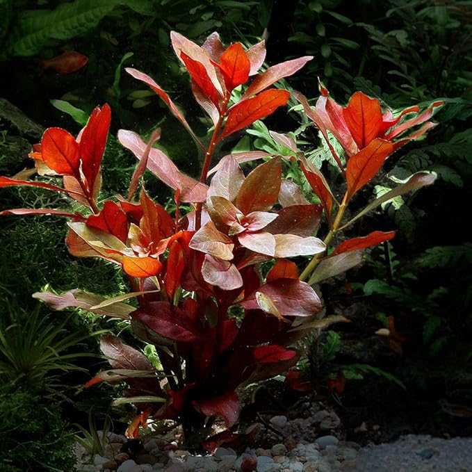 Ludwigia Repens Red Live Aquarium Plant | Fresh Bare Root Stem Bunch | Ludwigia natans | Easy Care Aquascaping Plant