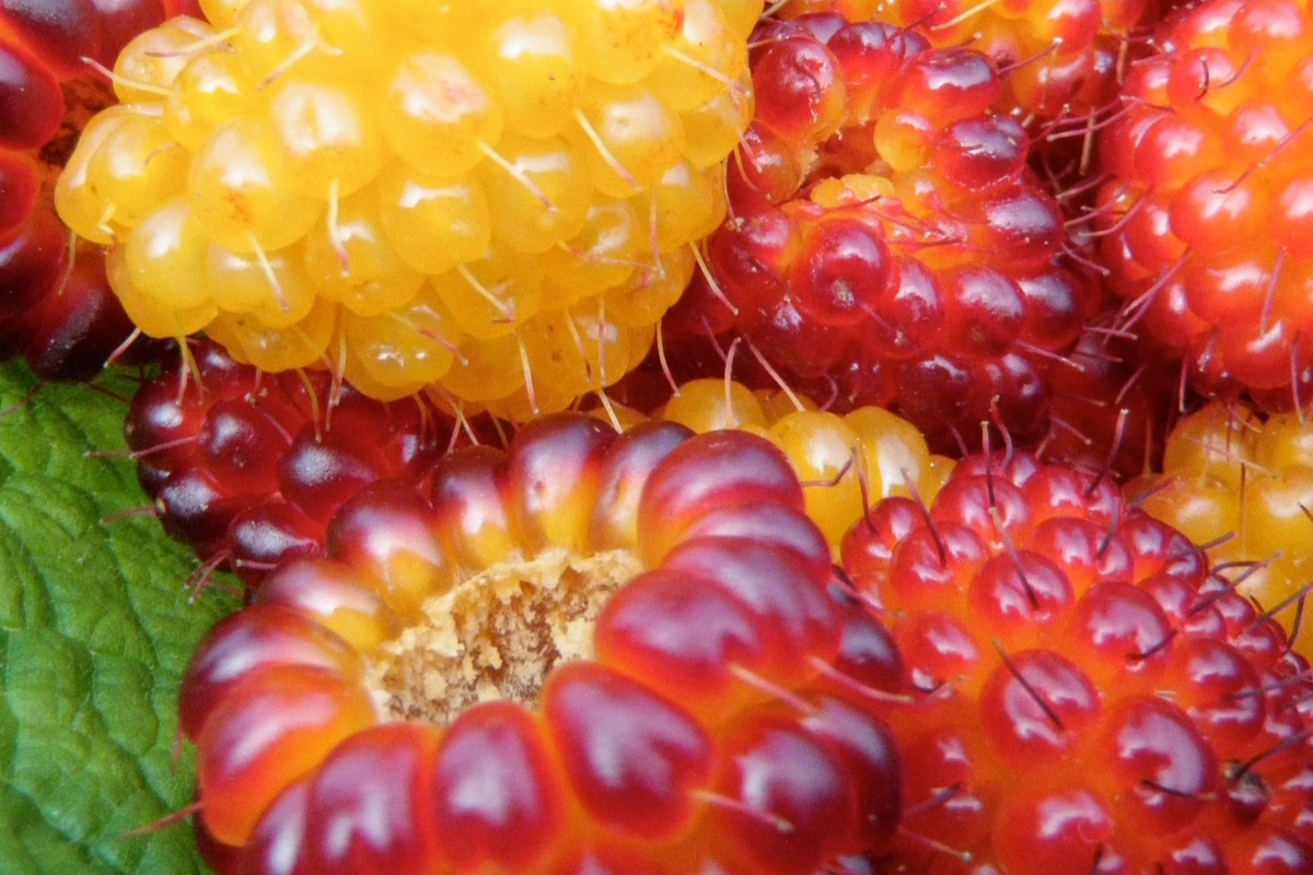 5 Salmonberry Root Cuttings | Organic Berry Bush | Rubus spectabilis | Perennial, Self-Fertile, Shade-Tolerant Rhizomes