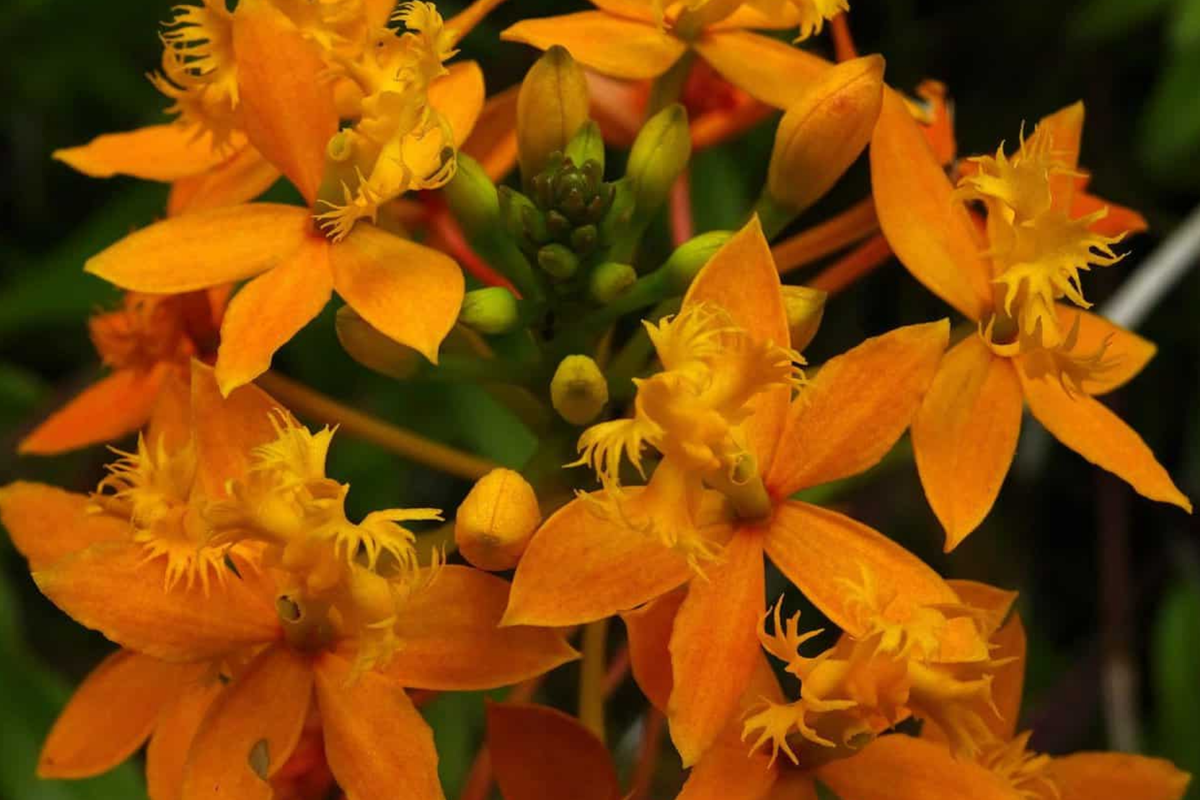 10 Rooted Cuttings - Fire Star Orchid - Epidendrum Radicans - Fast-Growing, Hardy Ground Orchid for Gardens & Landscapes