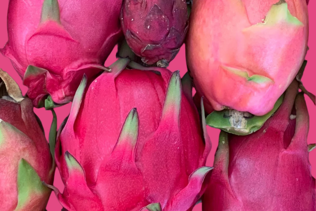 Dark Red Flesh Sugar Dragon Cuttings - 8" to 10" Unrooted Dragon Fruit - Hylocereus guatemalensis Hybrid for Edible Gardens