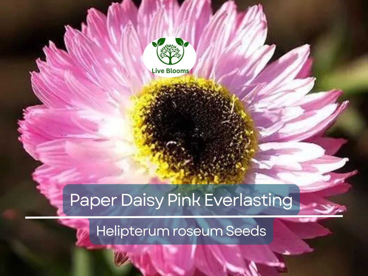 200 Seeds Paper Daisy Pink Everlasting Flower, Non-GMO Helipterum roseum, Pollinator-Friendly, Ideal for Crafts and Gardens