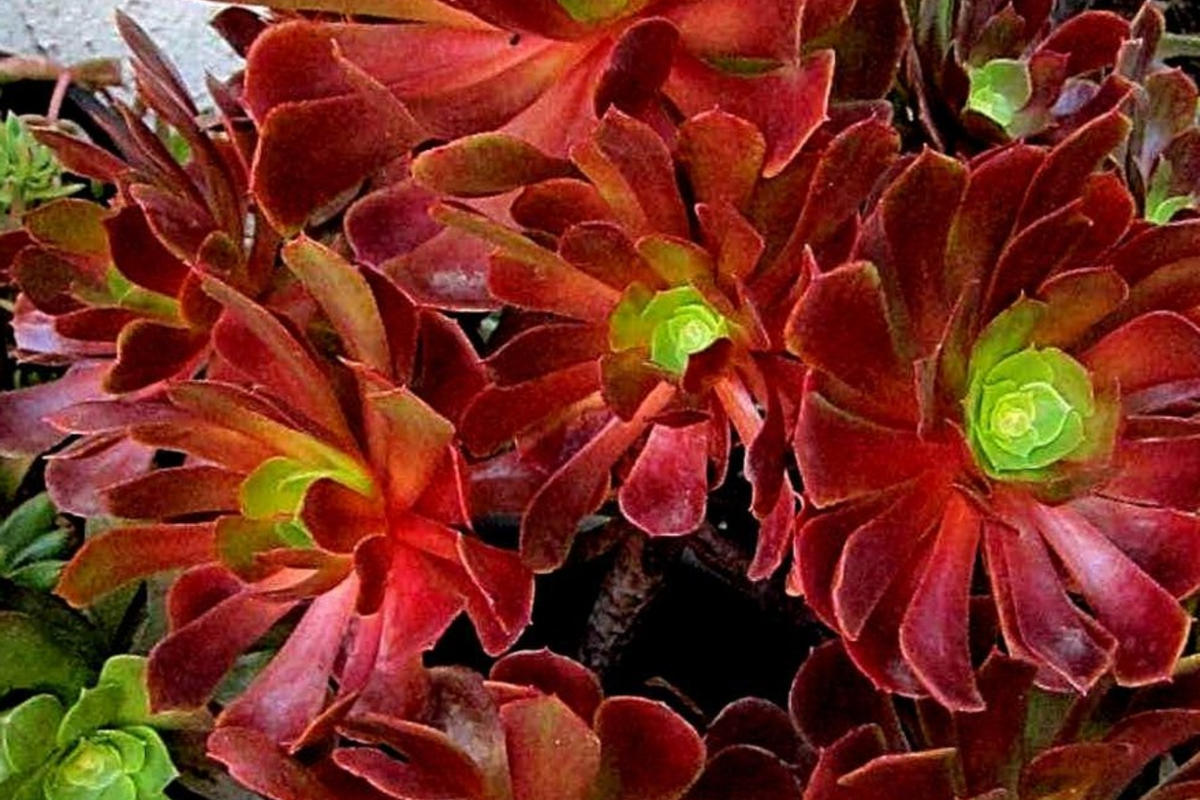 Aeonium Velour Cutting - 3" Fresh Succulent for Propagation - Deep Burgundy Red Rosette - Ideal for Xeriscaping