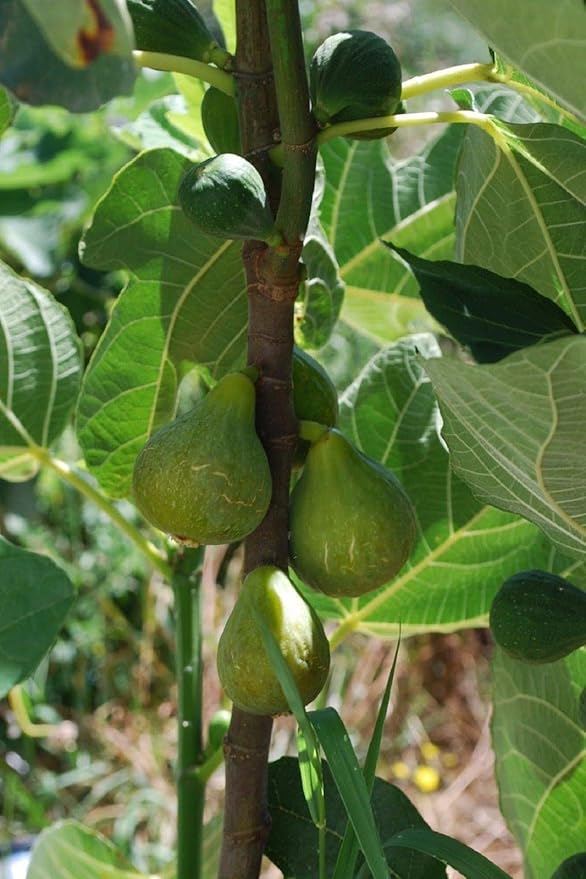 2 Unrooted Fig Cuttings 6–8" Lattarula Italian Honey Fig Ficus carica | Sweet Green Fig Tree | Heirloom, Cold Hardy, Easy to Grow