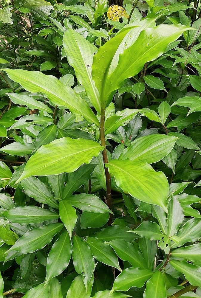 Insulin Plant Bare Root 3”-5” Costus igneus | Spiral Ginger for Blood Sugar Control | Ayurvedic Medicinal Herb
