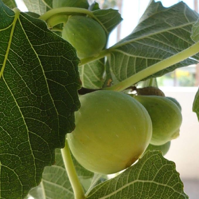 Kadota Fig Tree – Bare Root Starter Plant – Cold-Hardy Ficus carica – Delicious Yellow-Green Figs for Garden or Patio