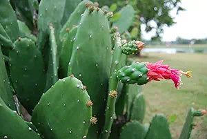 7 Fresh Edible Prickly Pear Cactus Pads | Spineless Nopales | Opuntia Ficus-Indica | Organic for Cooking or Planting