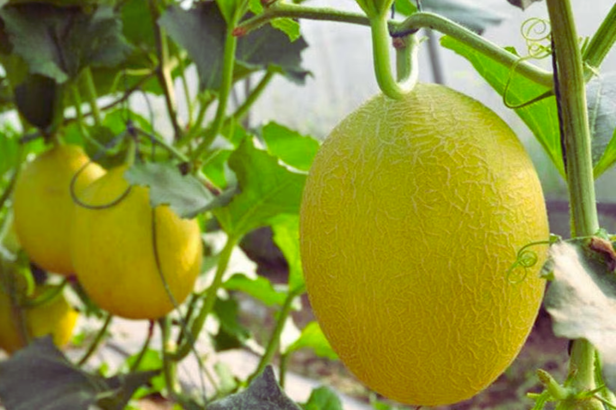 Chinese Hami Melon Seeds - 20 Non-GMO Garden Seeds - Sweet & Juicy Variety - Cucumis melo var. cantalupensis