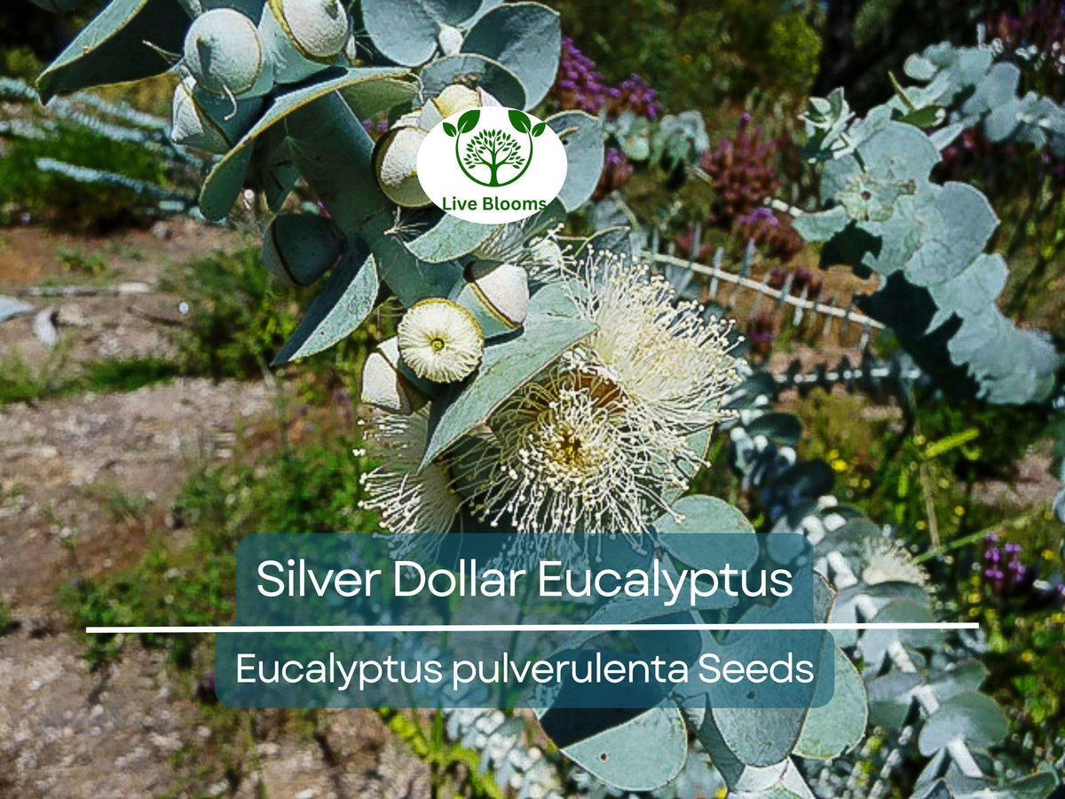 40 Eucalyptus pulverulenta 'Baby Blue' Seeds | Silver Dollar Eucalyptus | Unique Bonsai Tree for Indoor Garden
