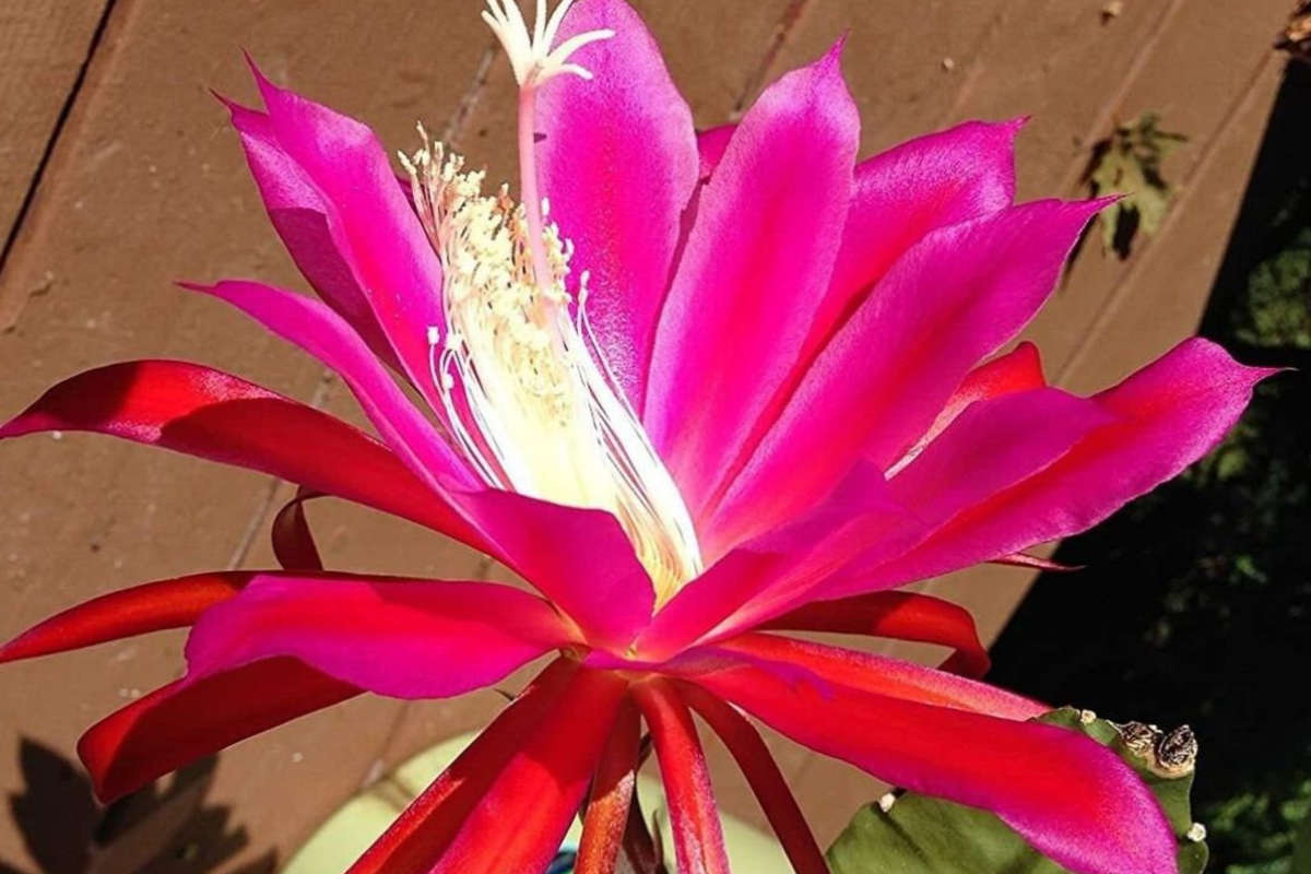 Two Rosy Swirl Orchid Cactus Cuttings (Epiphyllum) - 7-8 Inches - Easy to Root, Free Hookeri Cutting, Large Pink Flowers