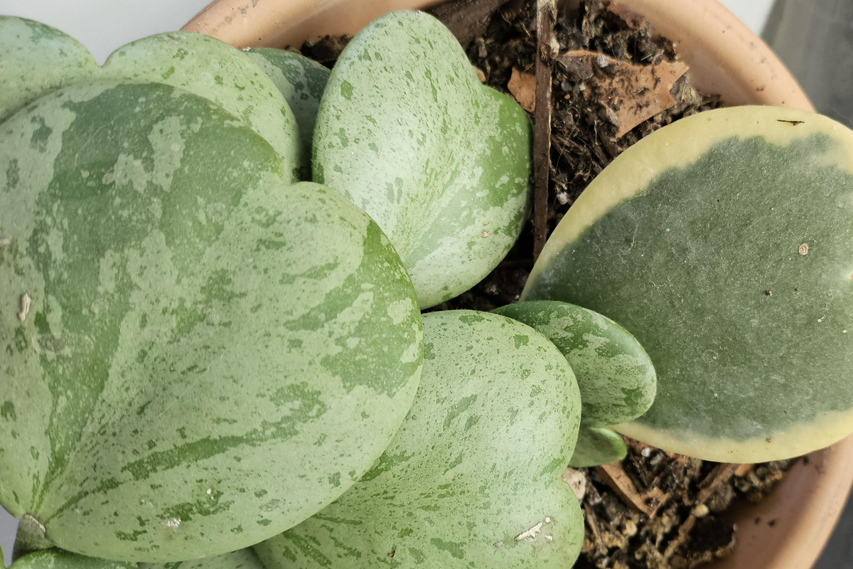Variegated Hoya Kerrii Cutting (Unrooted) - Multiple Nodes for Propagation - Hoya kerrii - Heart-Shaped Green & Cream Leaves