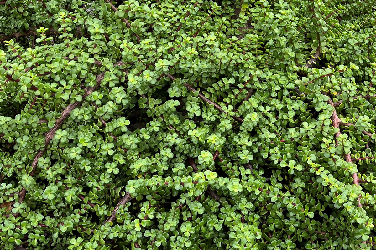 20 Rainbow Elephant Bush Cuttings - Portulacaria afra Succulent Cactus for Propagation, Indoor Plant Cuttings, Live Plants