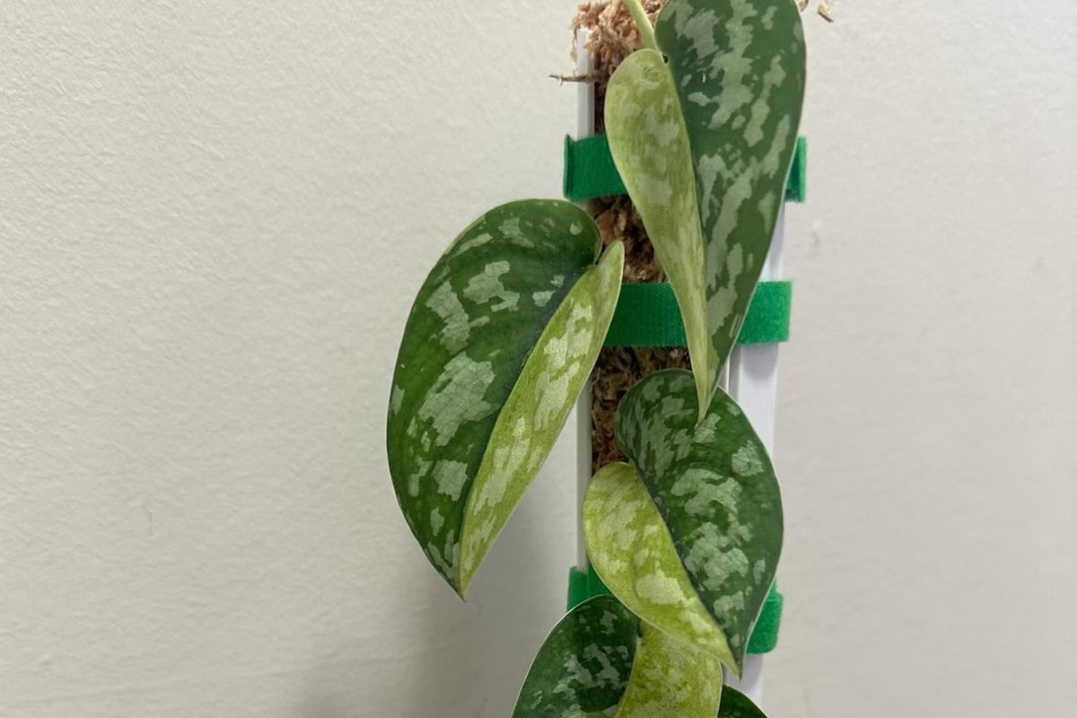 Scindapsus Maharlika Variegated Cutting - 1 Node 1 Leaf Unrooted - Rare Houseplant - Easy Care Indoor Plant
