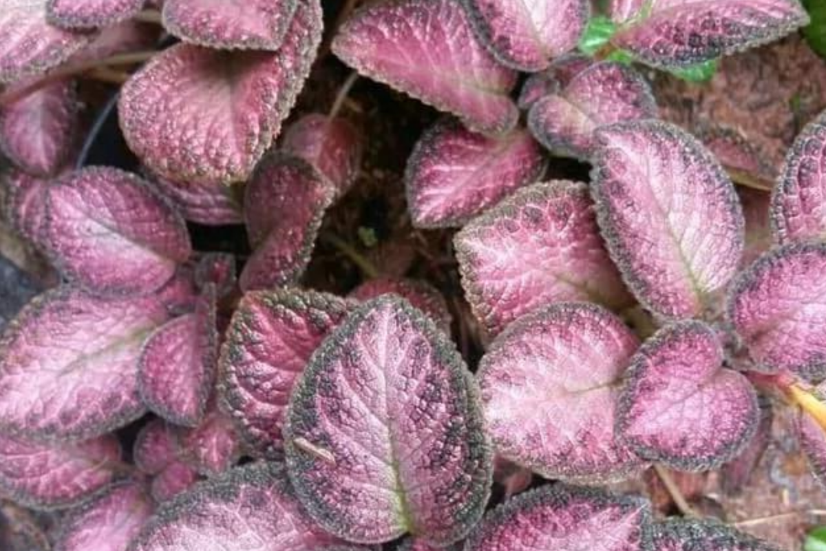 Pink Fitonia Cutting in Propagation Cup with Sphagnum Moss - Easy Rooting Plant for Terrariums, Fittonia albivenis